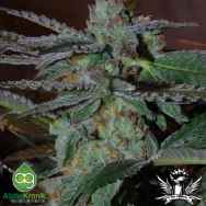 AlphaKronik Genes Seeds Snozzberry